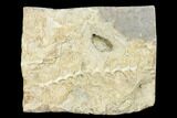 Archimedes Screw Bryozoan Fossil - Alabama #178212-1